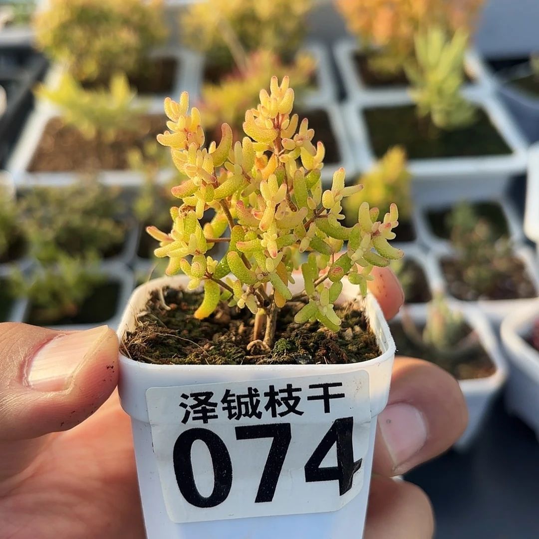 074枝干番杏飞机猪