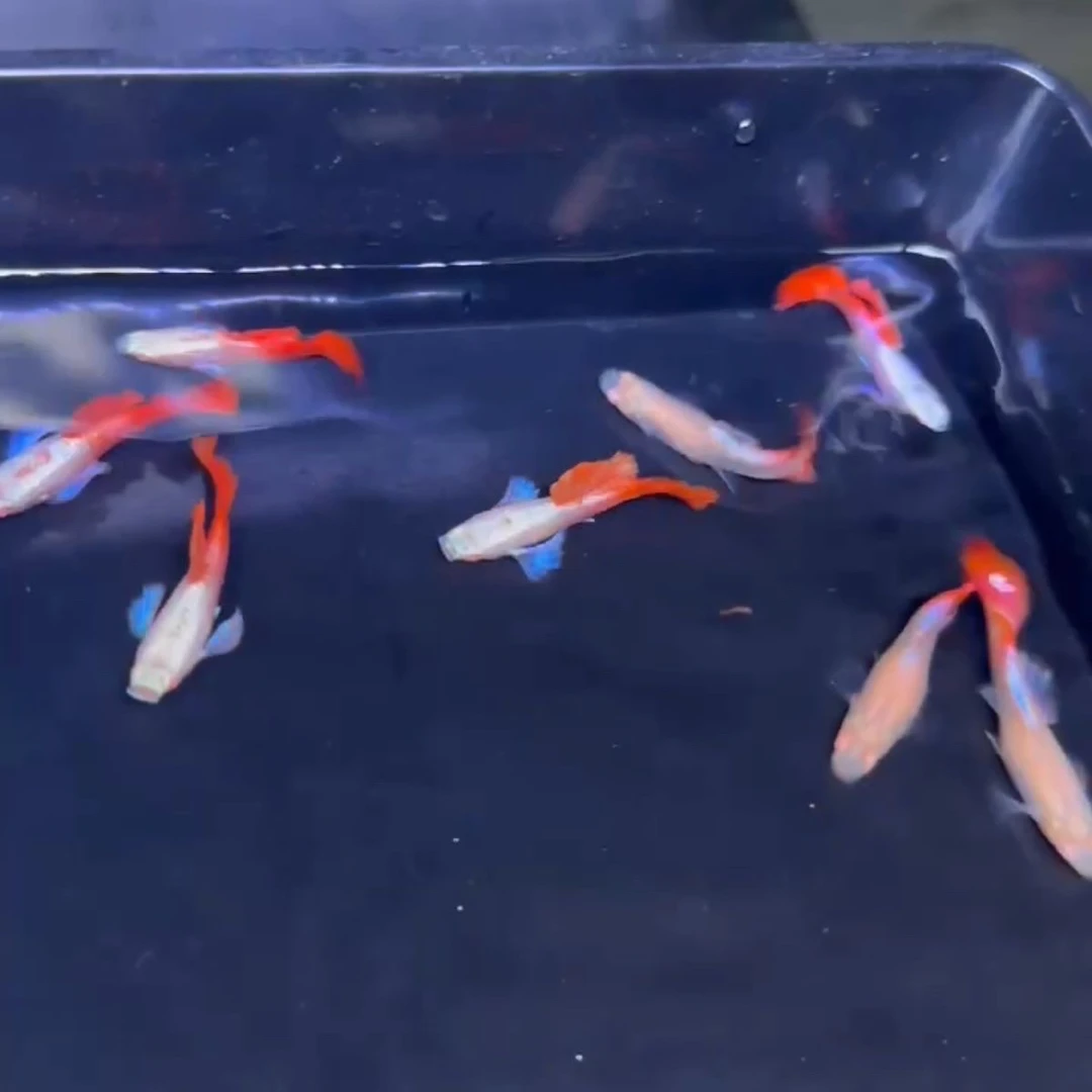 精品白子象耳孔雀鱼热带鱼（凭开箱视频报损 入缸后不包损）