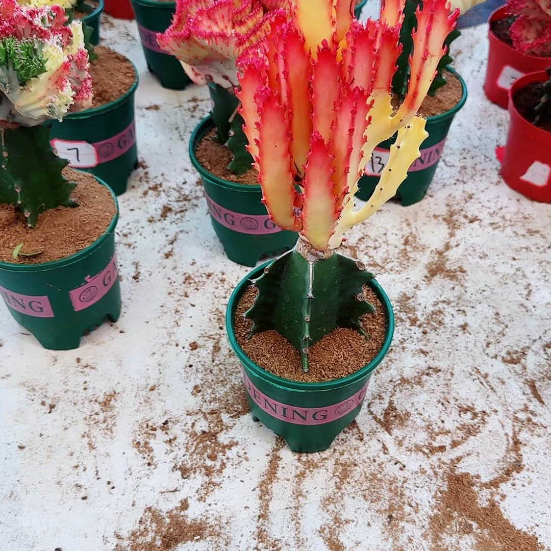 一物一拍黄金招财手无根