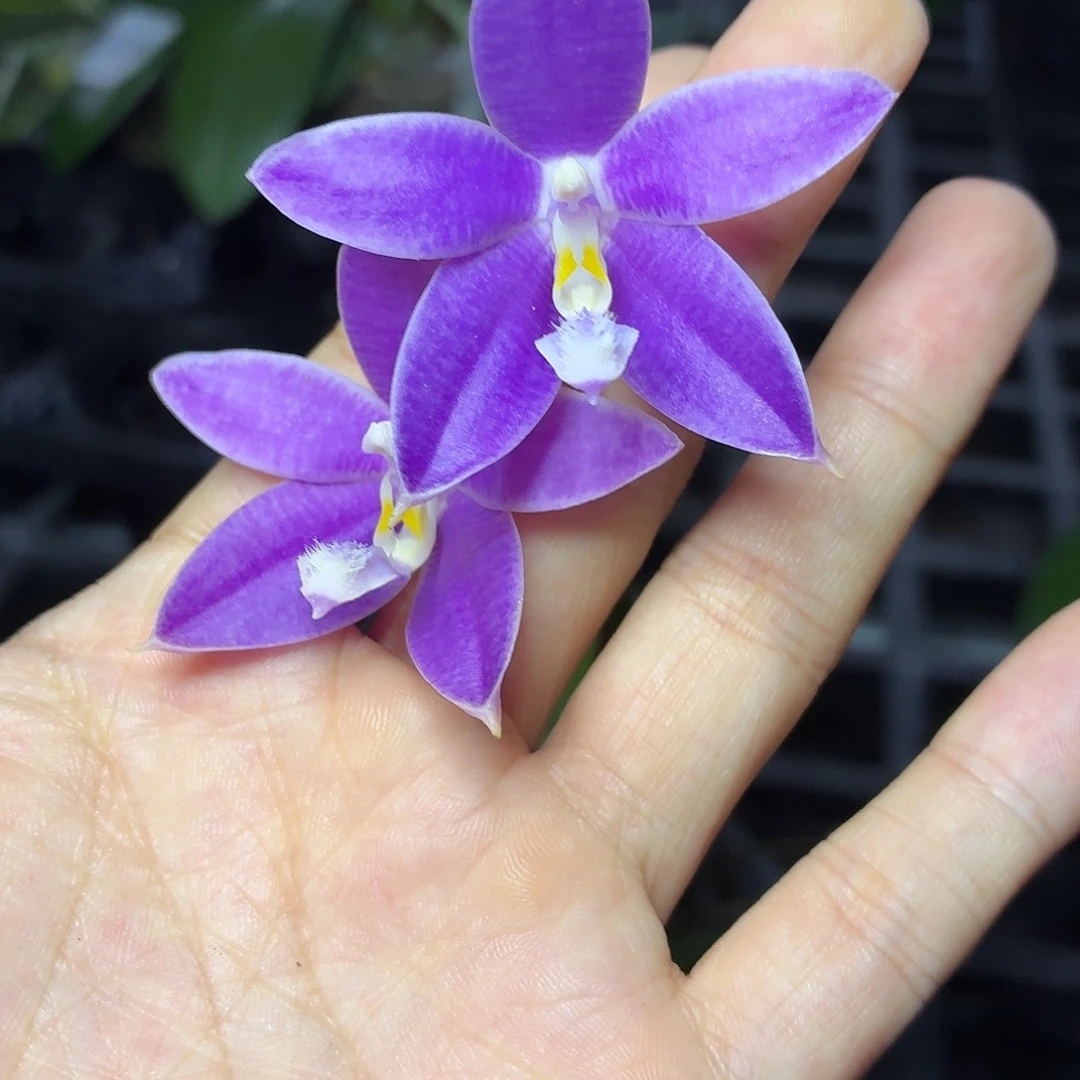 当前无花朵，栽培后可花朵A223yss1199