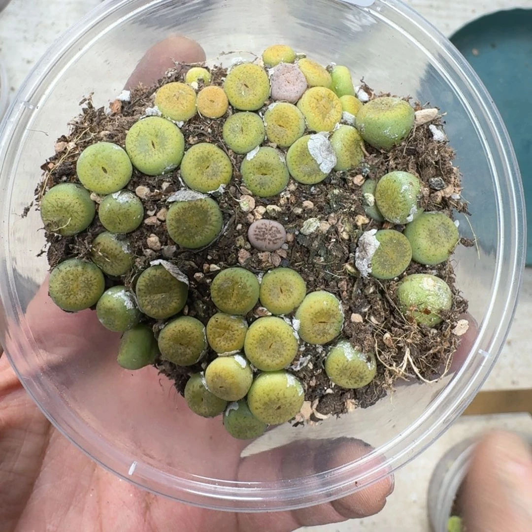 385。 多肉植物一盒