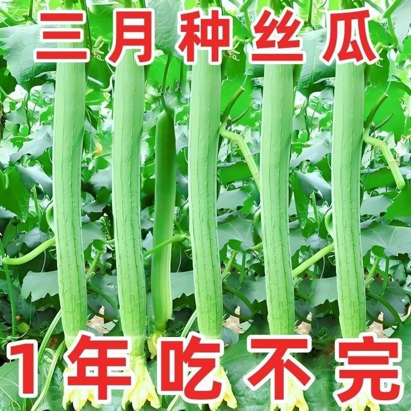 【特长丝瓜种子】早熟高产耐热长丝瓜种籽四季庭院阳台种植蔬菜种孑