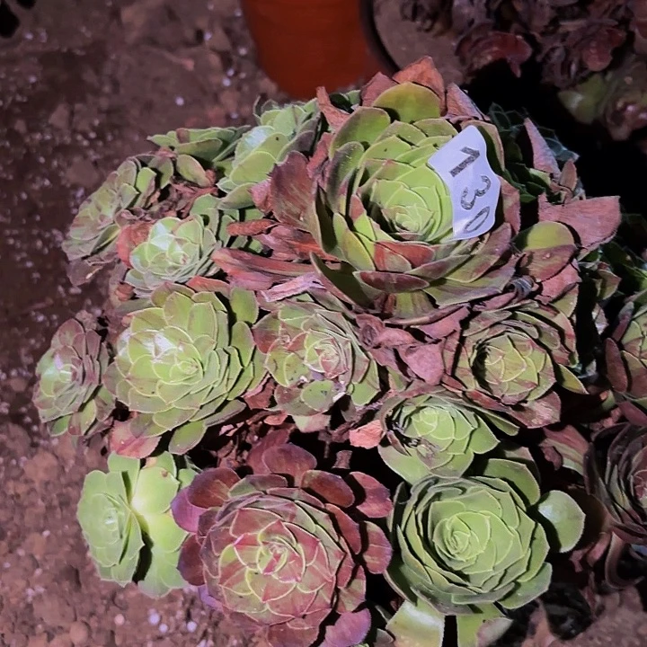 130花月夜圣罗兰多肉植物不售后