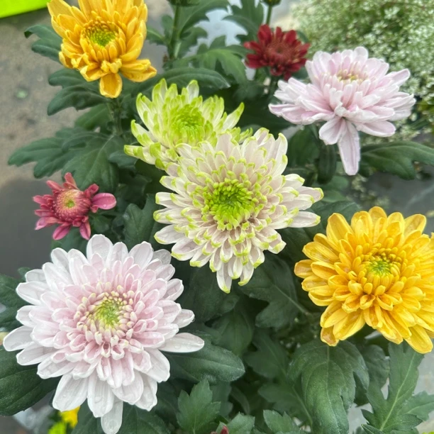 新品【安娜公主菊】千头菊耐晒耐高温适合庭院地栽阳台新手易养护