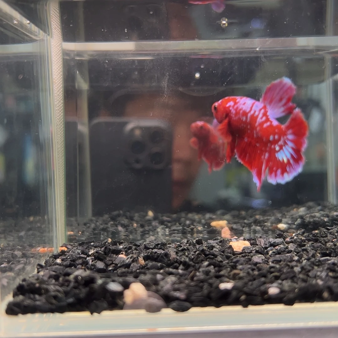 斗鱼一单包邮23日a24