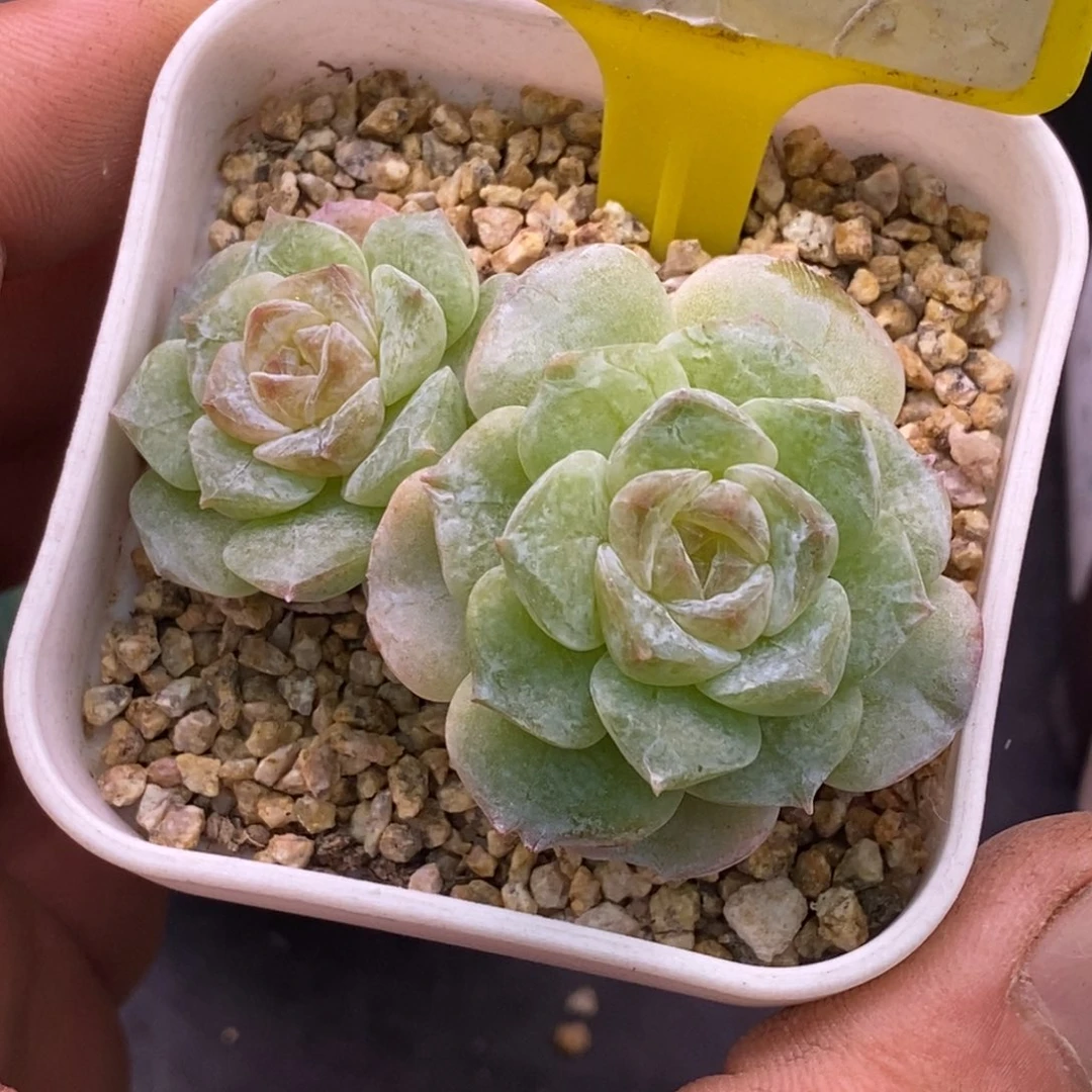 137老桩方糖多肉……
