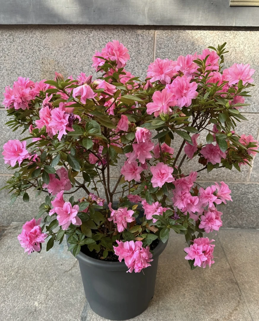 常绿室内植物开花安酷四季杜鹃康乃馨红皇冠象牙白盆栽地景庭院