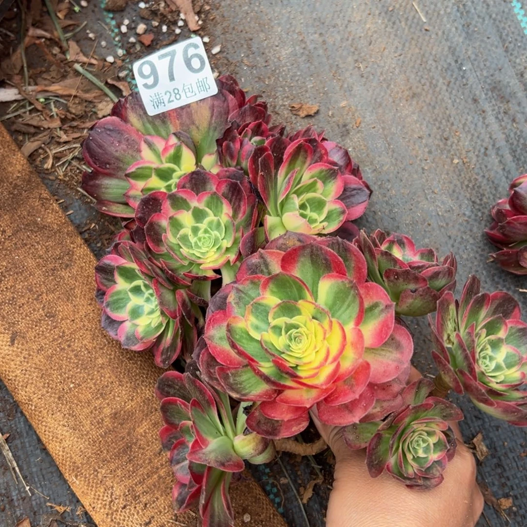 多肉植物976两颗有断枝无售后