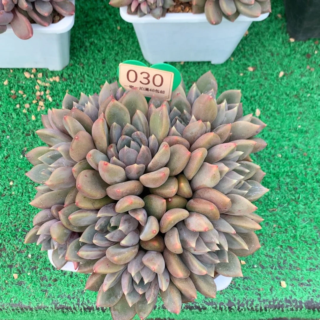 红象牙老桩平头030