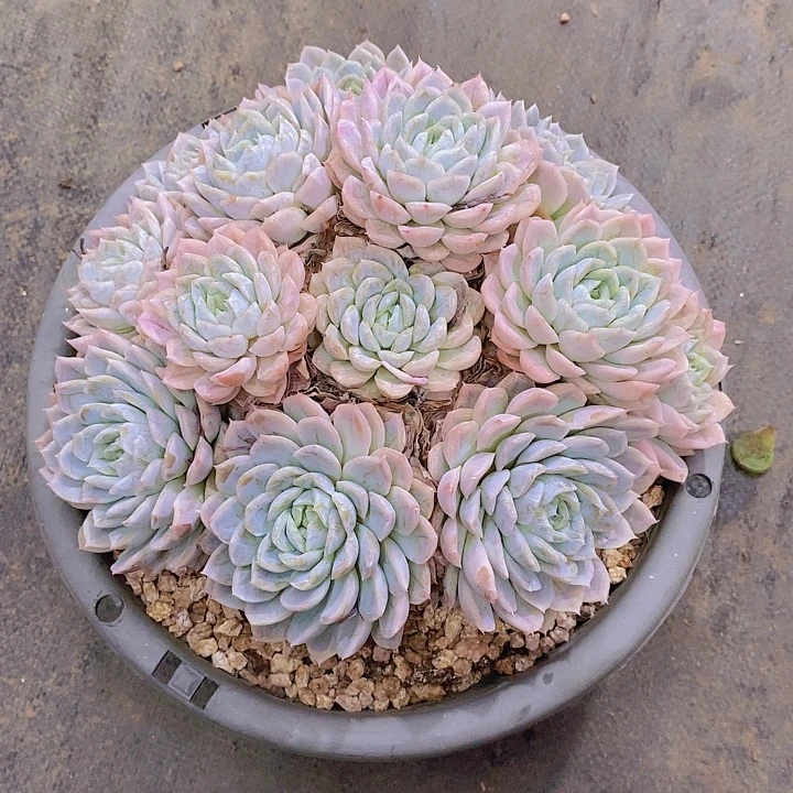 黔***负墨西哥雪球大群多肉植物