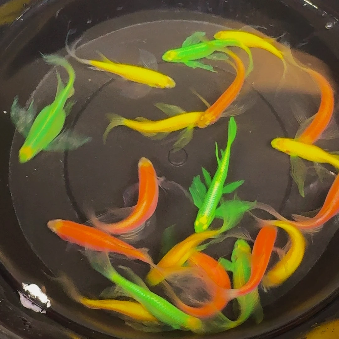 海水鱼蝶翼斑马微瑕疵20