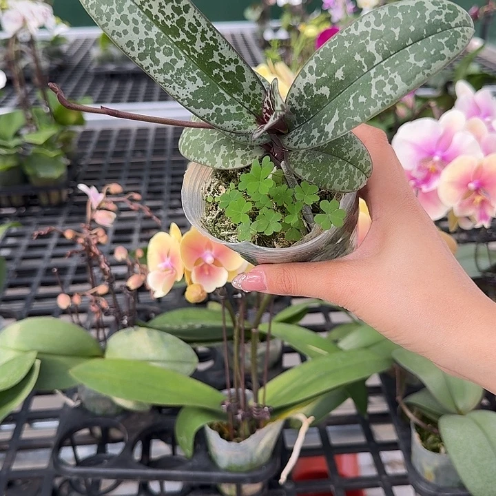 大部分开放少量花苞山採西