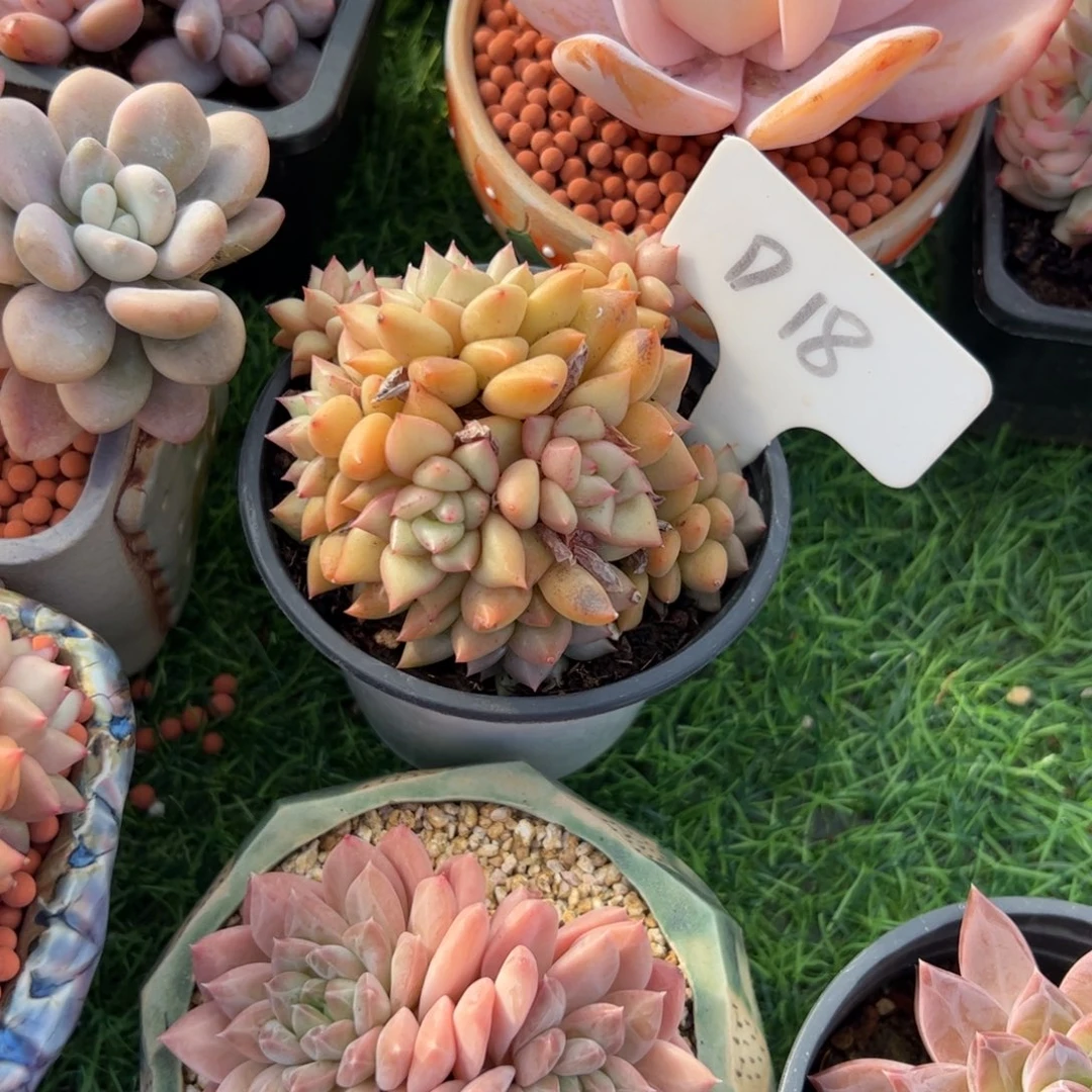 黄金象牙多肉植物