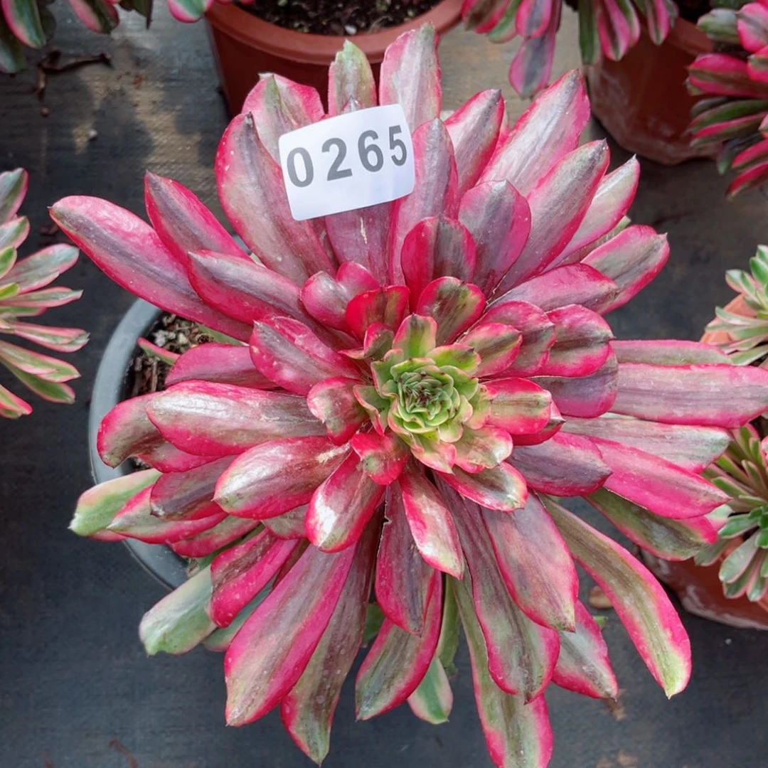 云端多肉特价发货