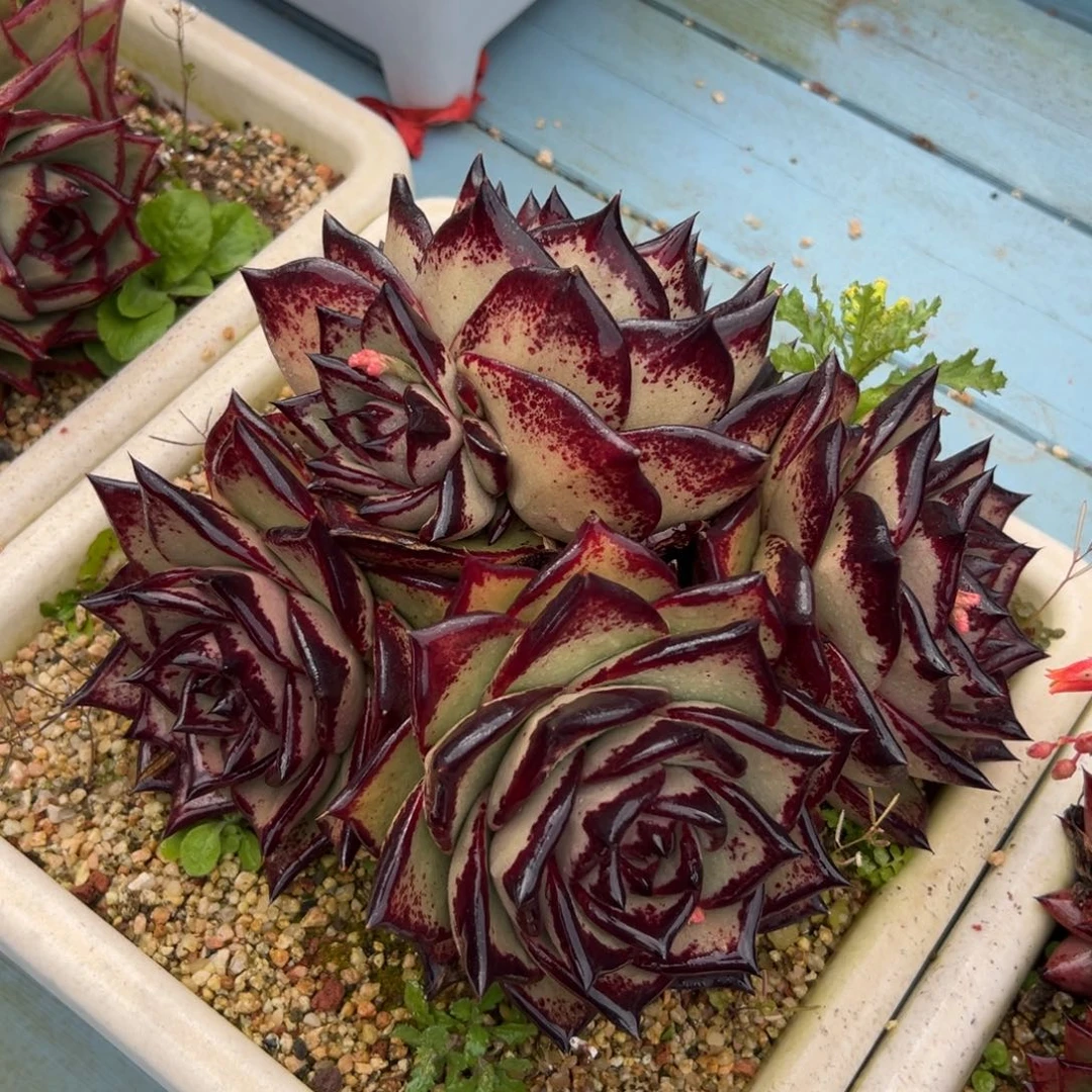 多肉一物一拍0205-7777