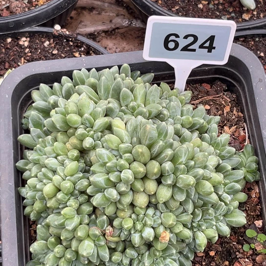 多肉植物千代田缀化624