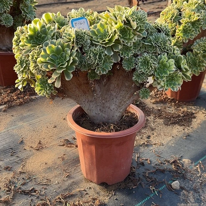 梦***里绿豆莎微瑕一颗牙呀