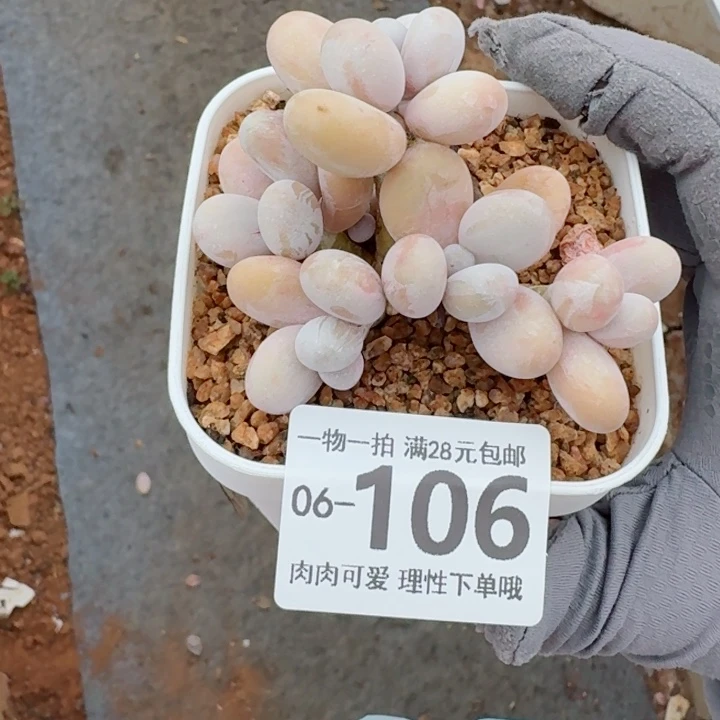 蛋黄奶多肉无盆土发货