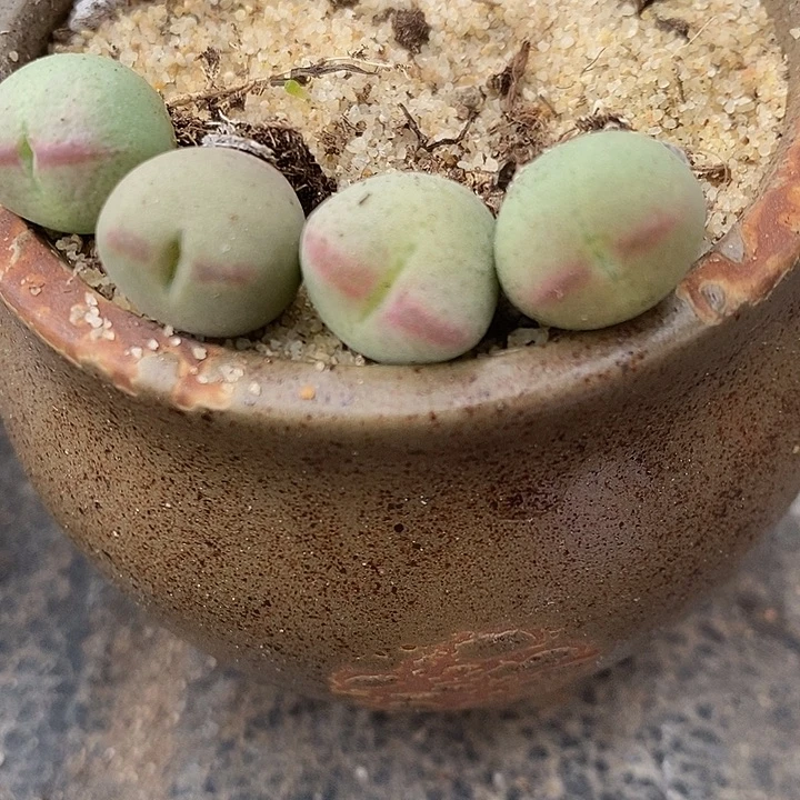 811桃割娘杂交一颗。