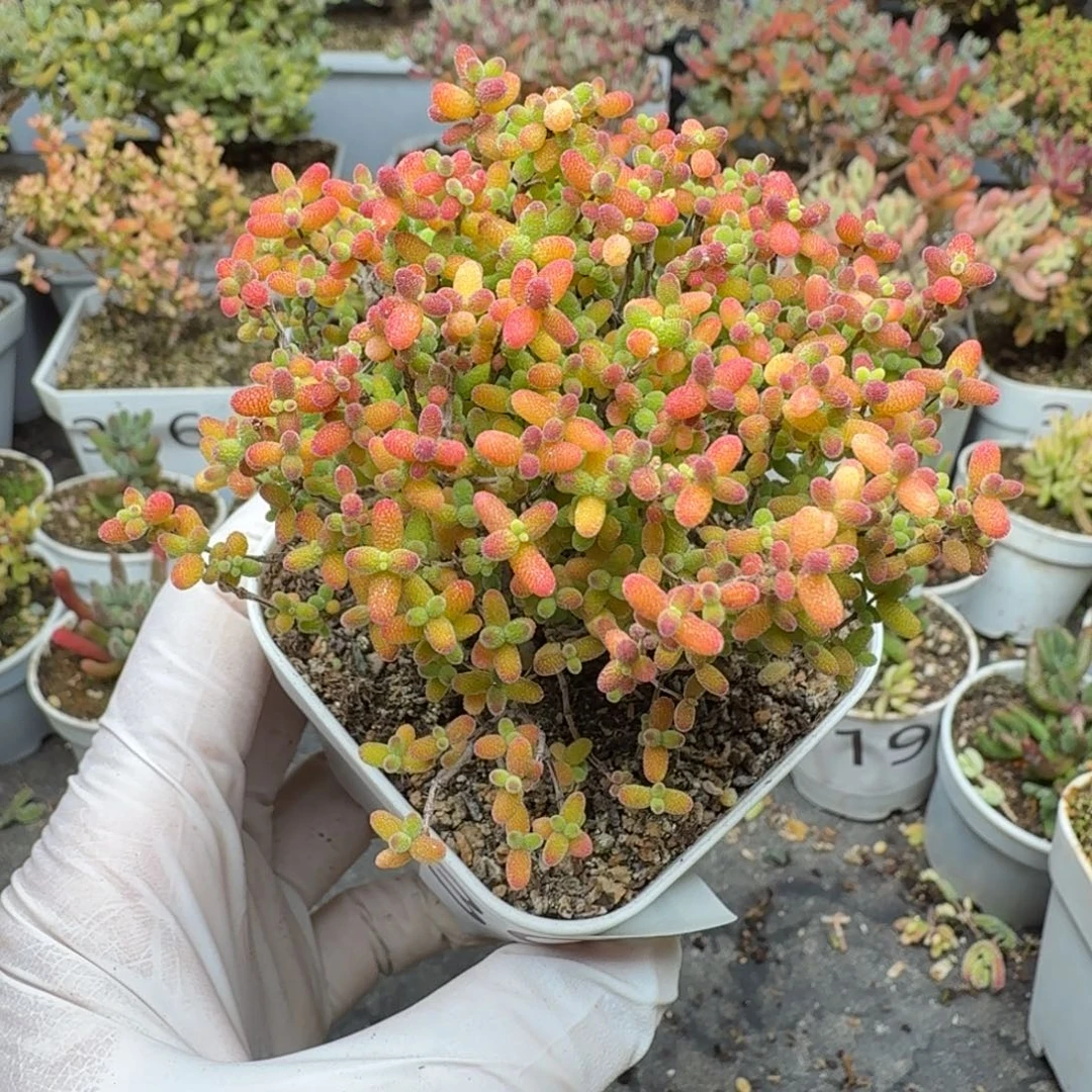 391蜜橘糖球一物一拍