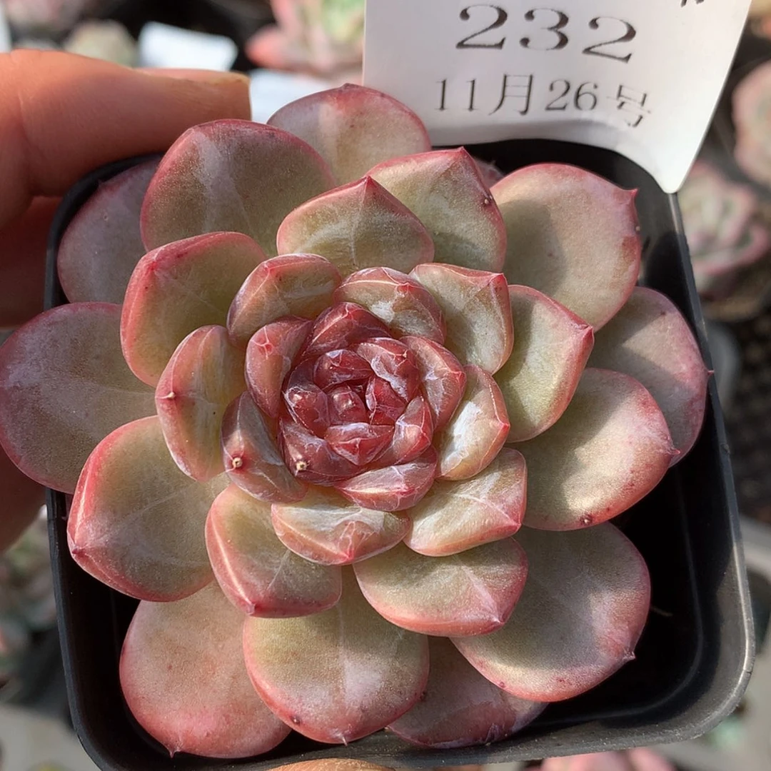 【闪购商品】云232号