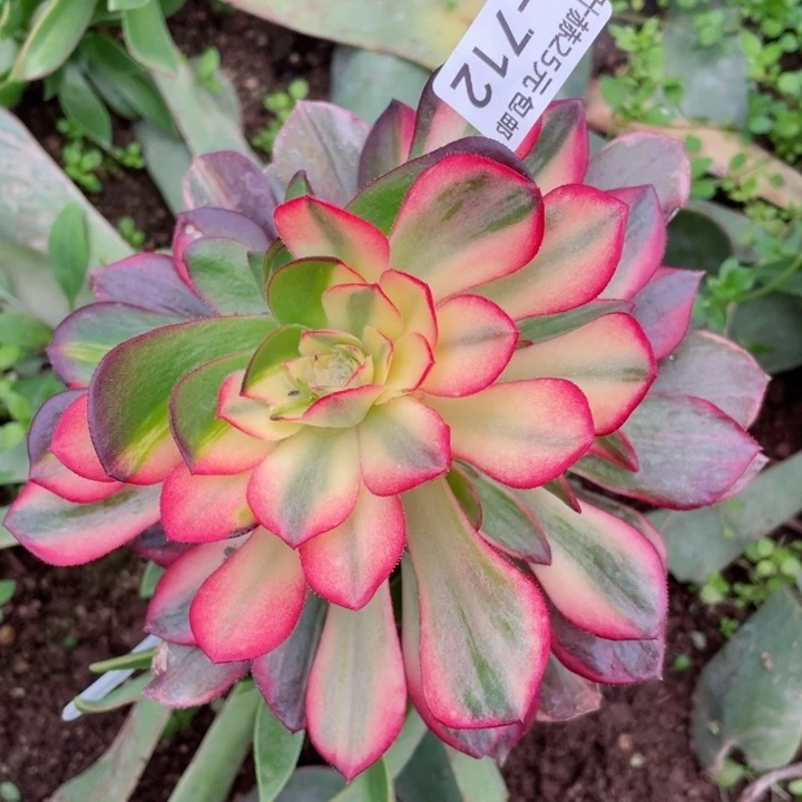 713黑膜锦嫁接花脸不包掉头22345578