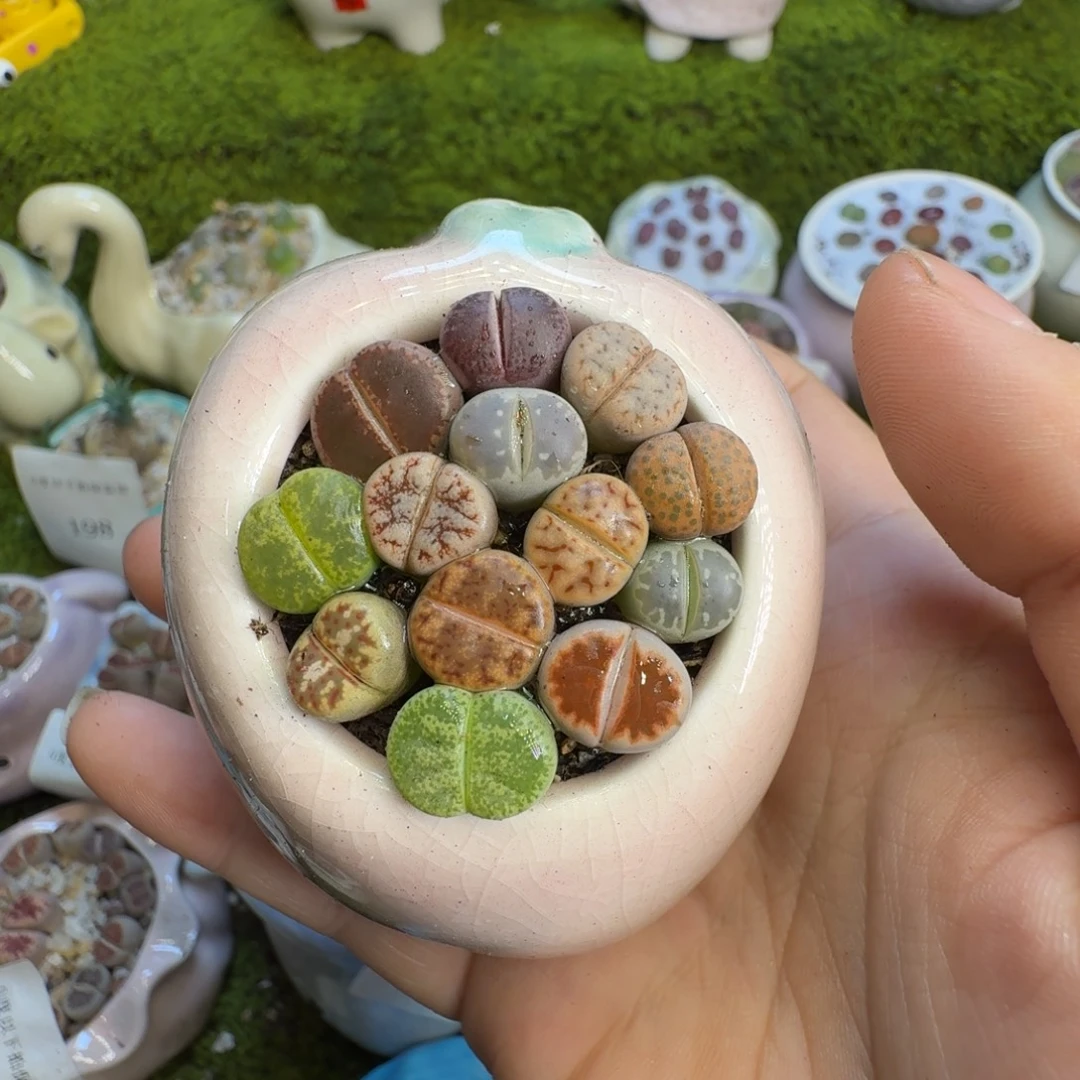 用***6多肉植物和植物等295