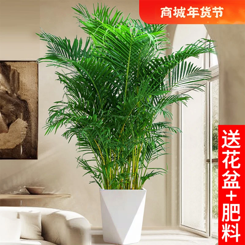1.2-1.3米/富贵椰子盆栽客厅玄关室内电视柜两旁大型绿植优选好苗