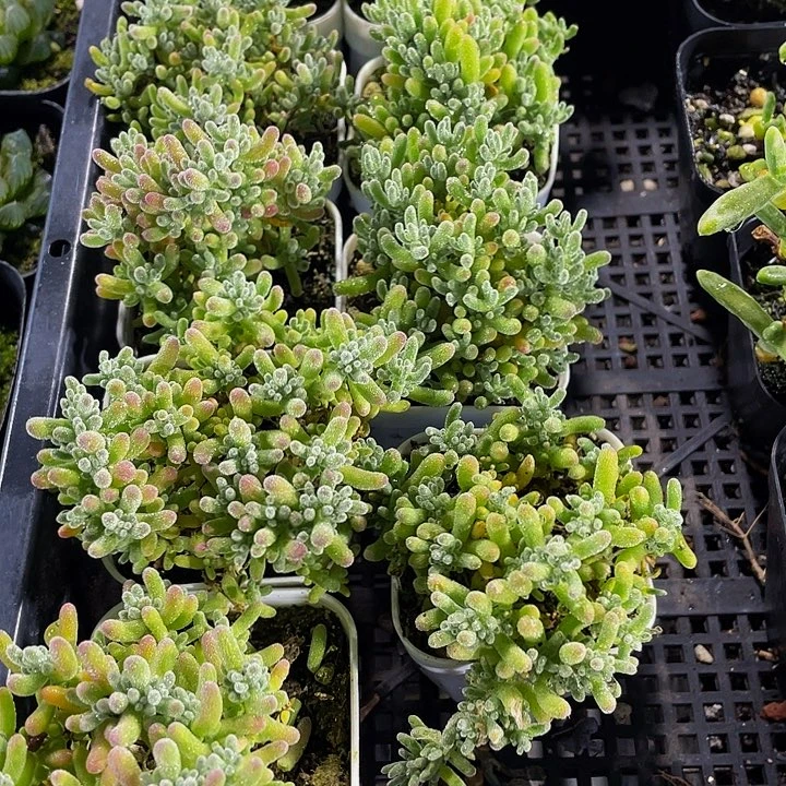 满盆冰晶枝干带盆土发