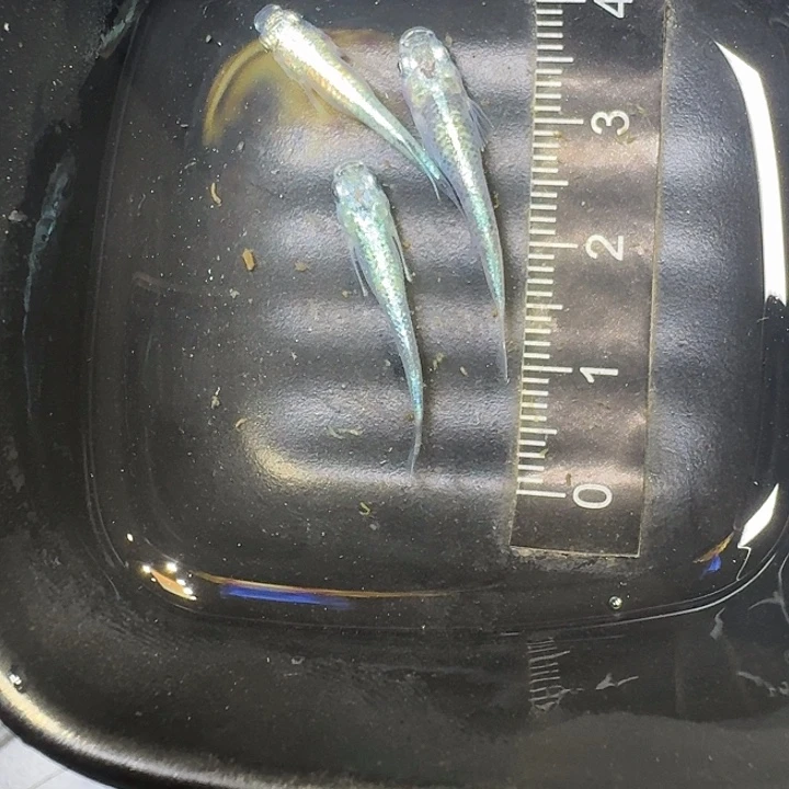 海水鱼3号拍品黑衣一组