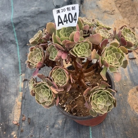 404荷兰玫瑰不包断枝