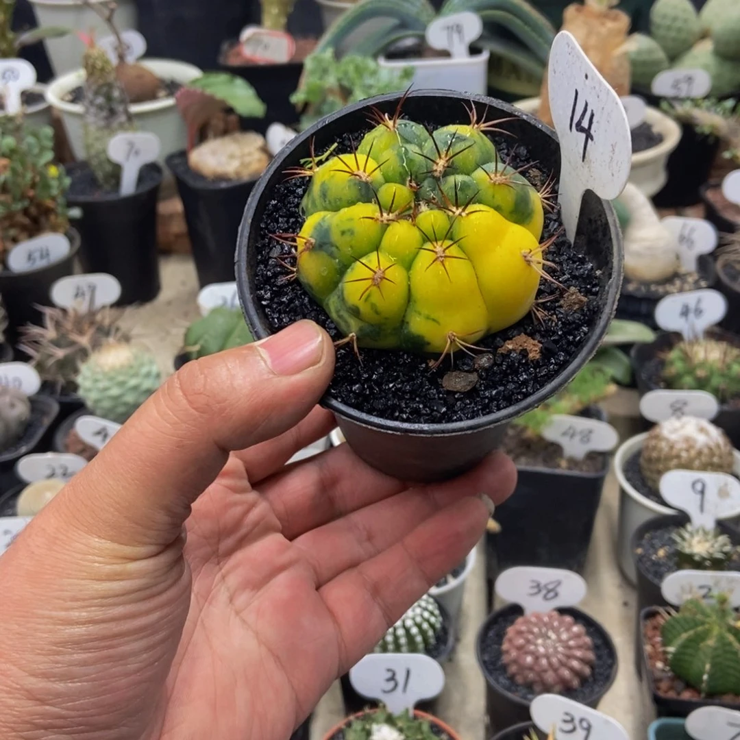 天紫玉锦一物一拍