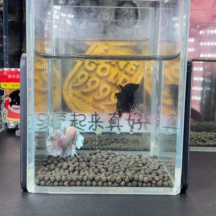 斗鱼4号927早绣球