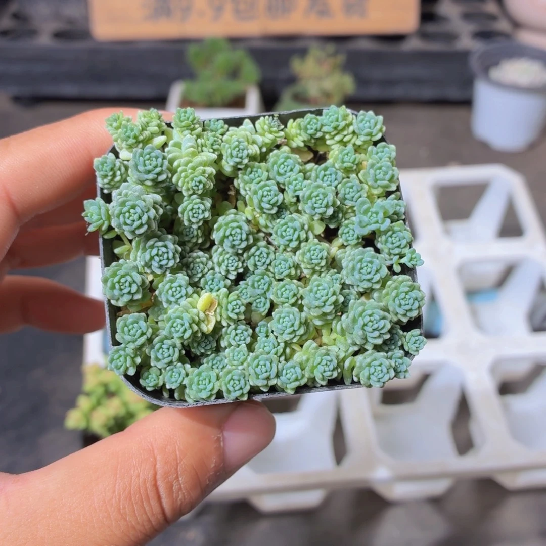 姬星美人多肉9.9包邮发货