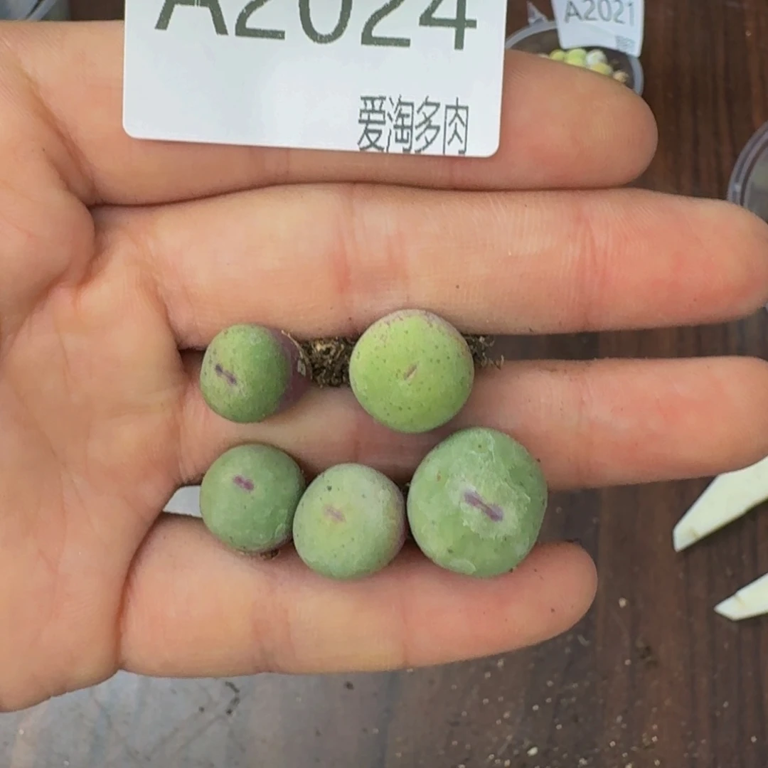 2024--生石花 肉锥