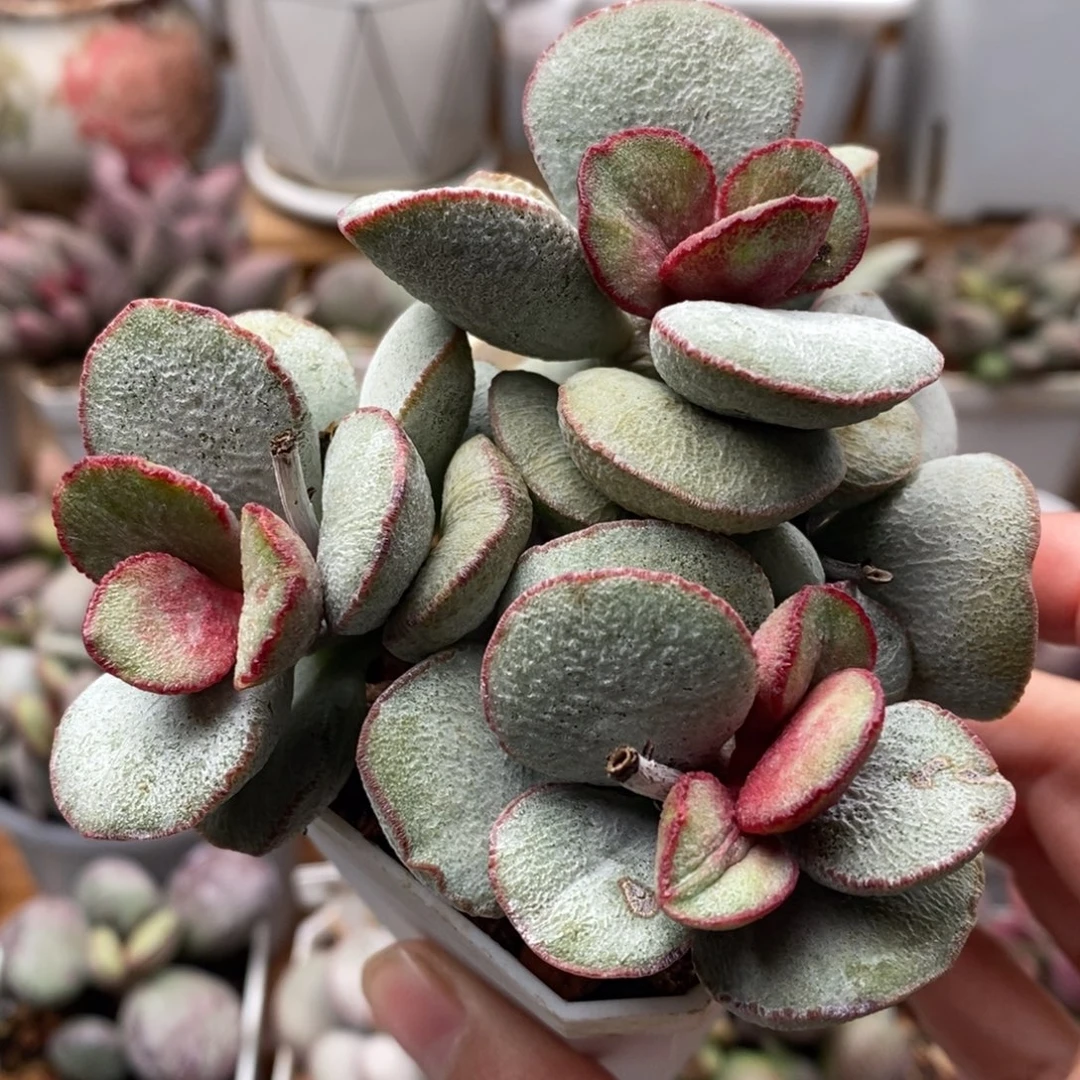 春彩磨砂蛋水泡多肉植物
