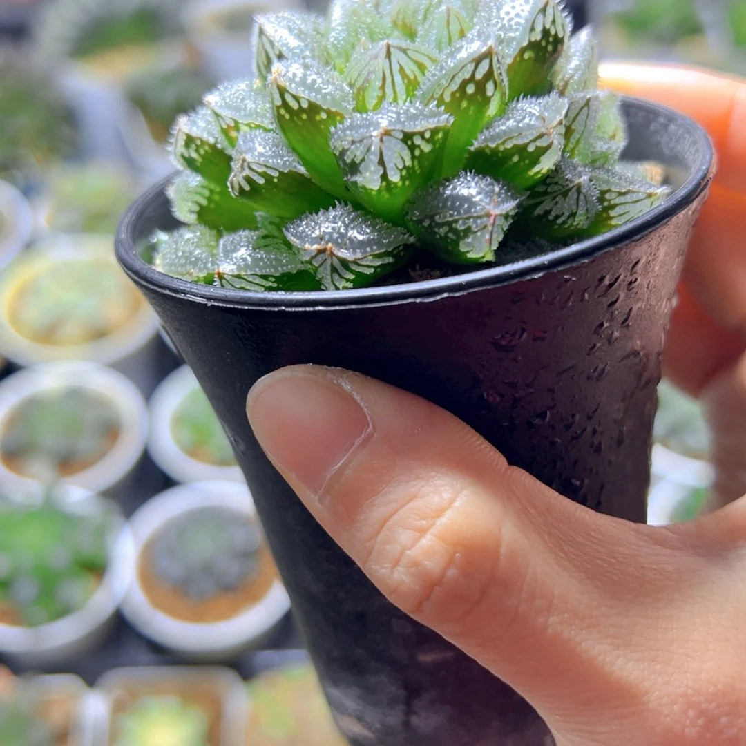 万象盆魔刺寿多肉多肉