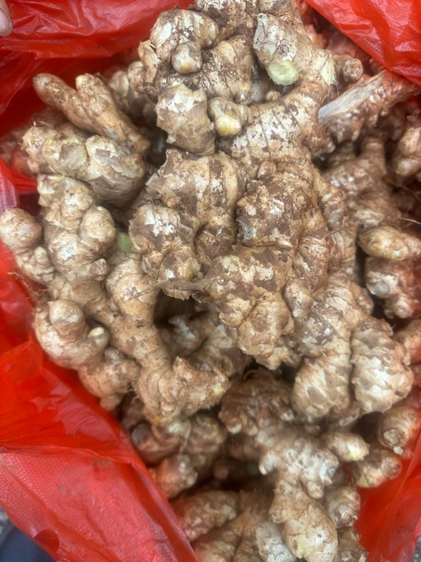 贵州大学生助农*黄姜