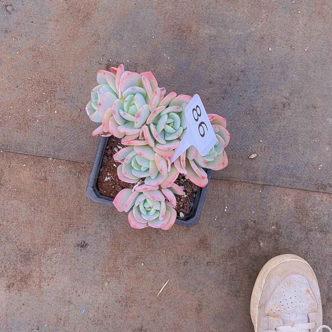 鹅*86白月朵朵28