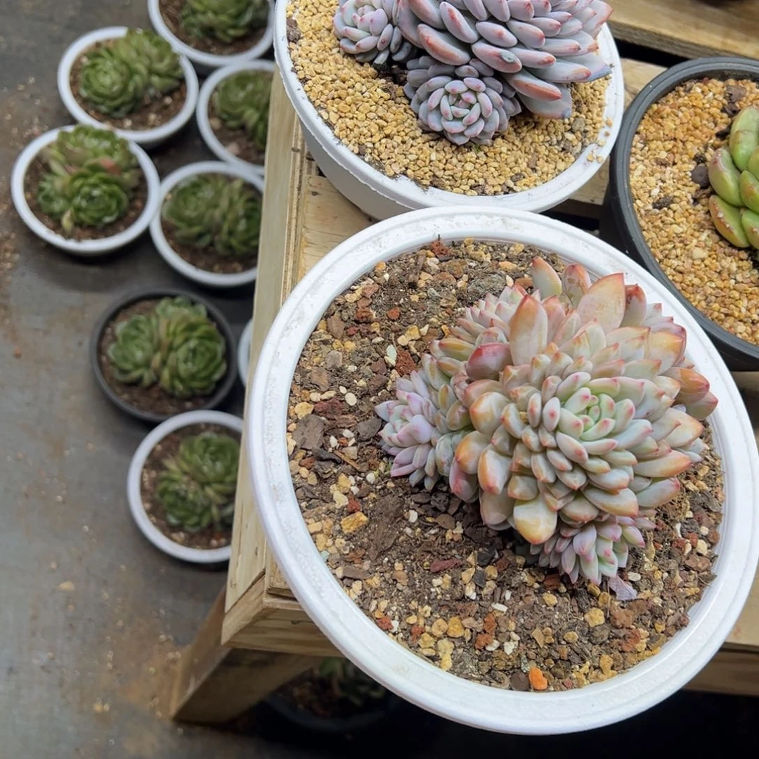 邹***阿星星橙 2棵 夏鸣园艺