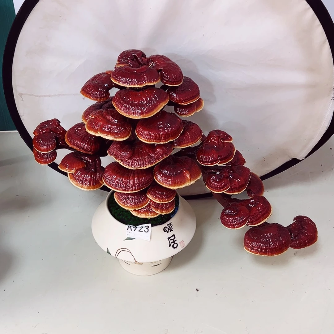 【闪购商品】无花朵