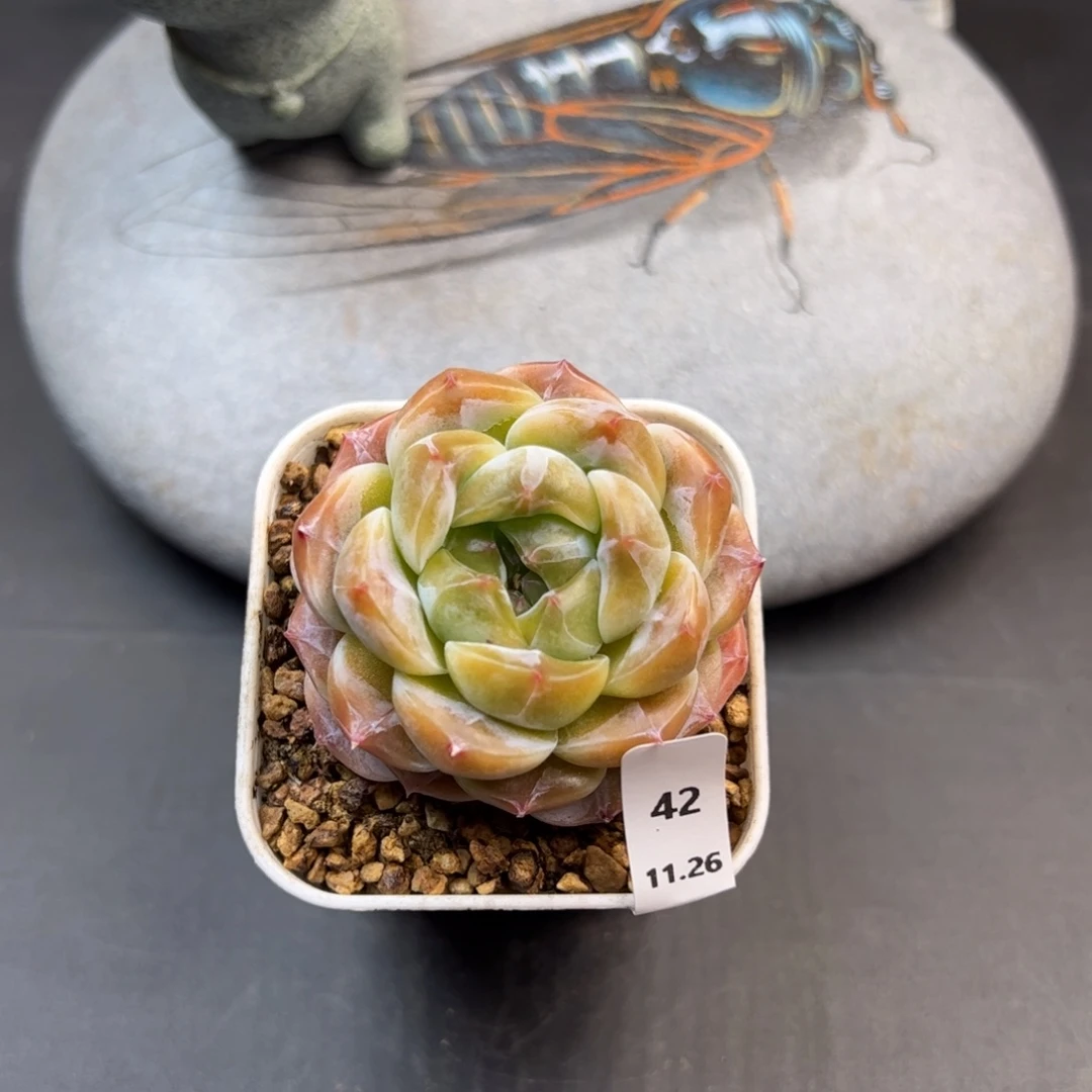 好好看42、哈哈哈哈