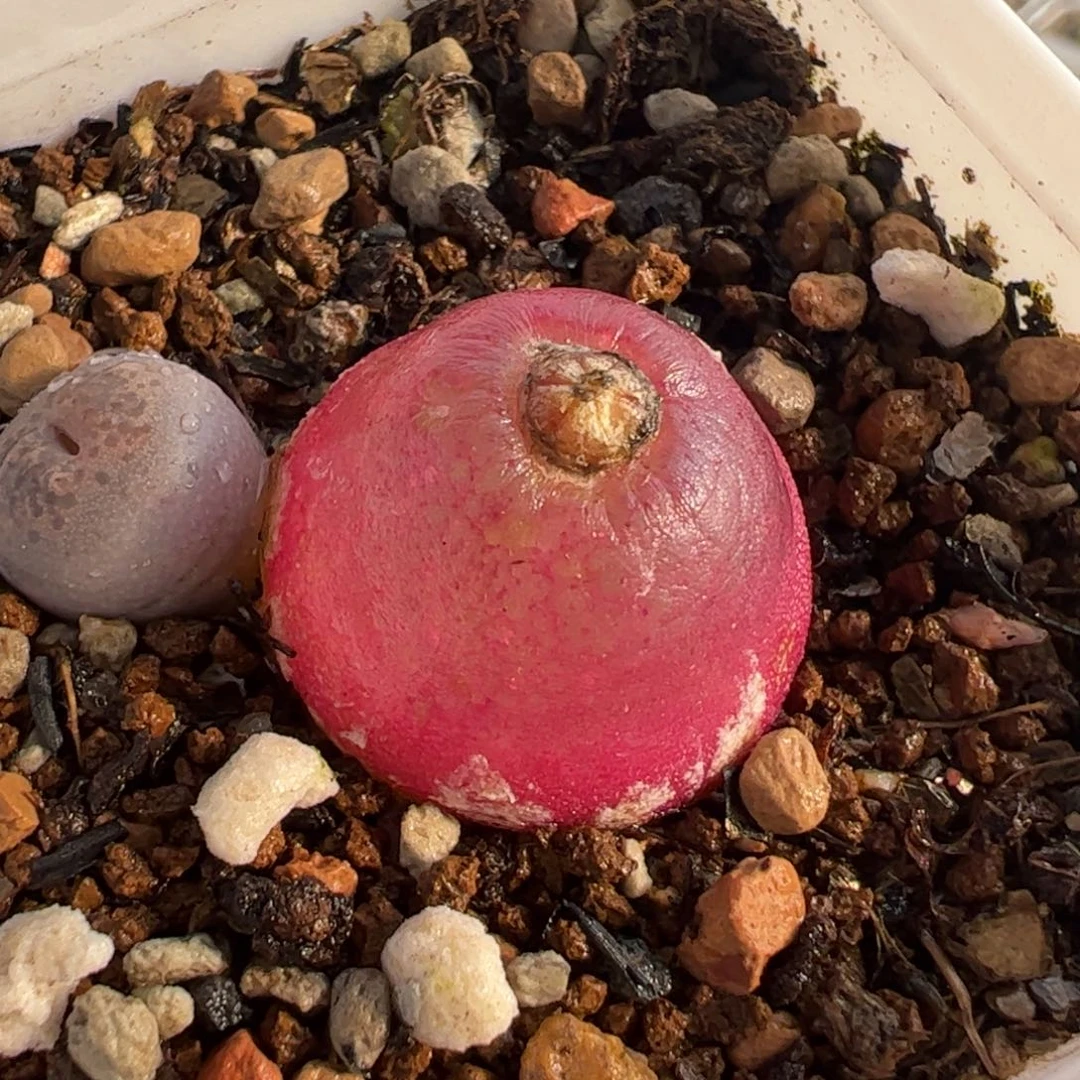 063多肉植物百科