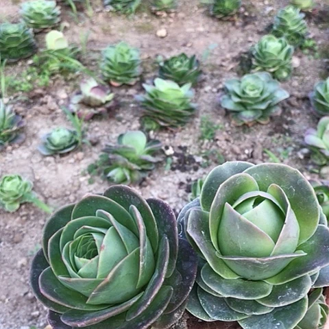 帕尔玛玫瑰二棵9