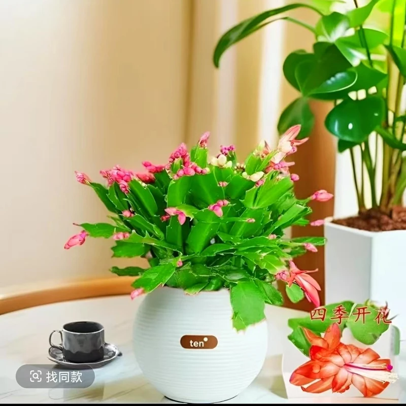 【新精选】蟹爪兰带根发货大苗花卉多肉好植物室内盆栽四季开花