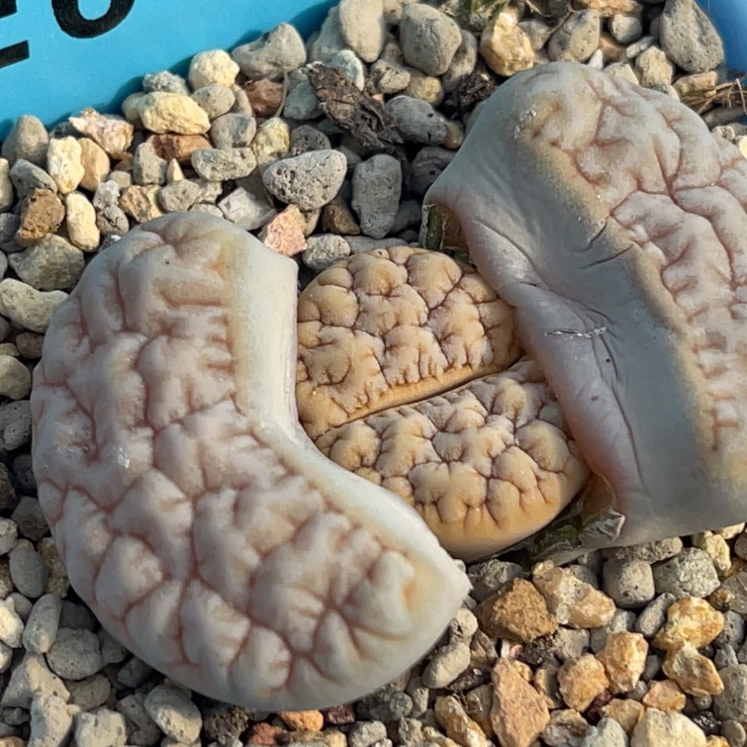 6116凹凸 拿铁189一颗