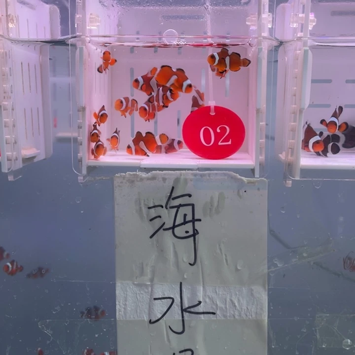 海水鱼瑕疵公子15条2-3