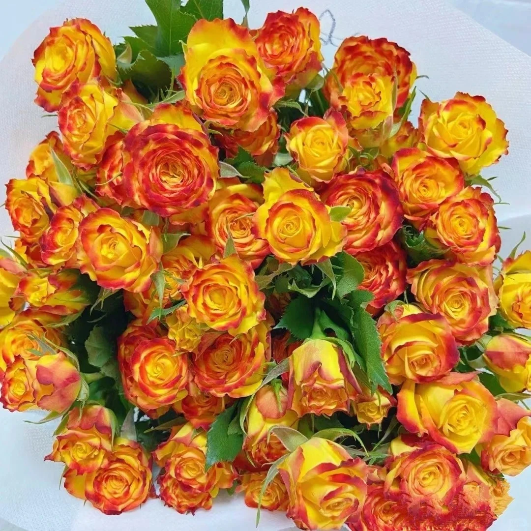 眼线 多头玫瑰 收到花需要醒花 0°以下要拍保温棉 云南直发