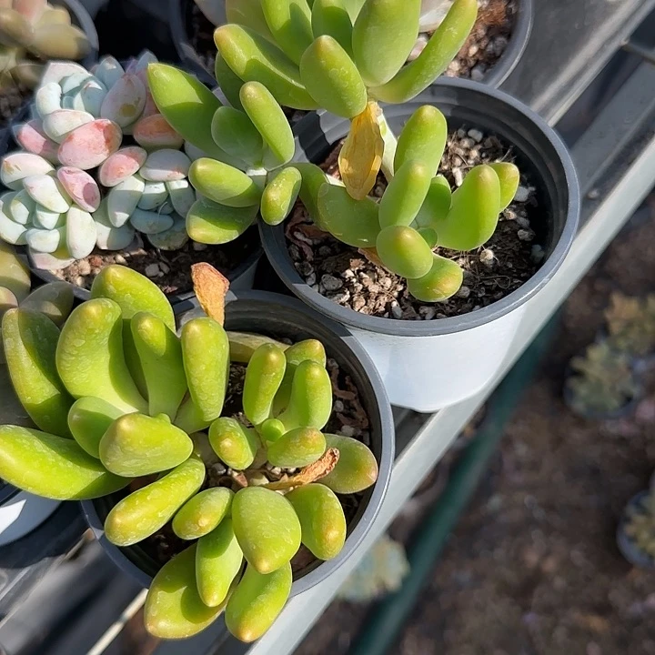 青蛙王子儿童牙膏11