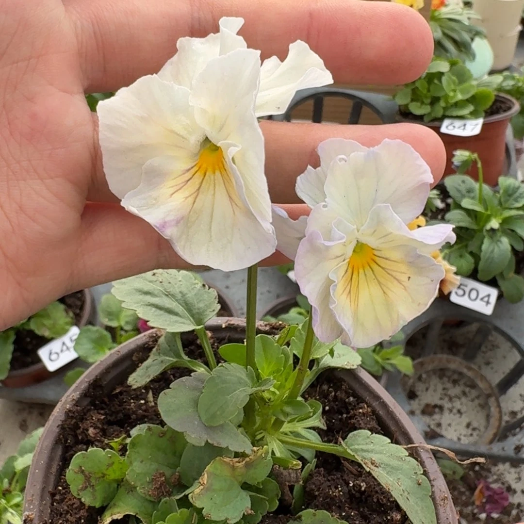 大部分花苞少量开放654